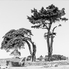 Roman trees